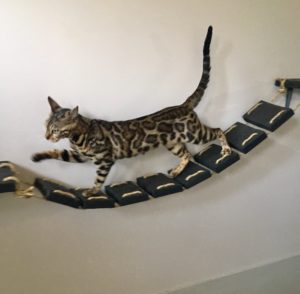 Jade Bengal - Association - Félinacs