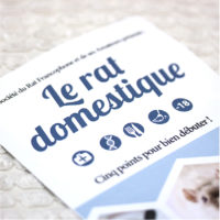 Le rat domestique - Félinacs Le rat domestique - Félinacs