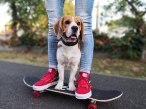 Marvel the super beagle